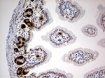 BrdU Antibody in Immunohistochemistry (Paraffin) (IHC (P))