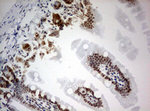 BrdU Antibody in Immunohistochemistry (Paraffin) (IHC (P))