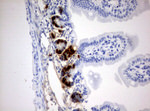 BrdU Antibody in Immunohistochemistry (Paraffin) (IHC (P))