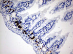 BrdU Antibody in Immunohistochemistry (Paraffin) (IHC (P))