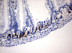 BrdU Antibody in Immunohistochemistry (Paraffin) (IHC (P))