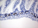 BrdU Antibody in Immunohistochemistry (Paraffin) (IHC (P))