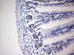 BrdU Antibody in Immunohistochemistry (Paraffin) (IHC (P))