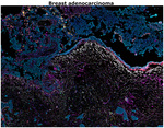 CD68 Antibody in Immunohistochemistry (Paraffin) (IHC (P))