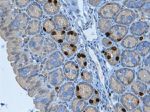 BrdU Antibody in Immunohistochemistry (Paraffin) (IHC (P))
