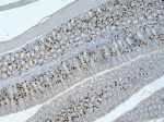 BrdU Antibody in Immunohistochemistry (Paraffin) (IHC (P))