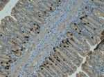 BrdU Antibody in Immunohistochemistry (Paraffin) (IHC (P))