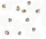Bub1 Antibody in Immunocytochemistry (ICC/IF)