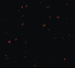Bub1 Antibody in Immunocytochemistry (ICC/IF)