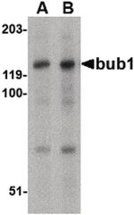 Bub1 Antibody in Western Blot (WB)