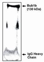 BUBR1 Antibody in Western Blot (WB)
