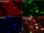 C-Jun Antibody in Immunocytochemistry (ICC/IF)
