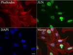 C-Jun Antibody in Immunocytochemistry (ICC/IF)