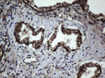 C-Jun Antibody in Immunohistochemistry (Paraffin) (IHC (P))