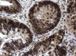 C-Jun Antibody in Immunohistochemistry (Paraffin) (IHC (P))