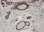 C-Jun Antibody in Immunohistochemistry (Paraffin) (IHC (P))