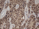 C-Jun Antibody in Immunohistochemistry (Paraffin) (IHC (P))