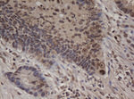 C-Jun Antibody in Immunohistochemistry (Paraffin) (IHC (P))