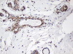 C-Jun Antibody in Immunohistochemistry (Paraffin) (IHC (P))