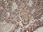 C-Jun Antibody in Immunohistochemistry (Paraffin) (IHC (P))