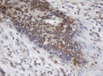 C-Jun Antibody in Immunohistochemistry (Paraffin) (IHC (P))