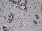 C-Jun Antibody in Immunohistochemistry (Paraffin) (IHC (P))