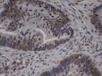 C-Jun Antibody in Immunohistochemistry (Paraffin) (IHC (P))