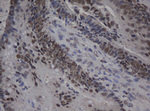 C-Jun Antibody in Immunohistochemistry (Paraffin) (IHC (P))