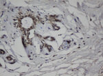 C-Jun Antibody in Immunohistochemistry (Paraffin) (IHC (P))