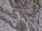 C-Jun Antibody in Immunohistochemistry (Paraffin) (IHC (P))