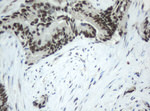 C-Jun Antibody in Immunohistochemistry (Paraffin) (IHC (P))