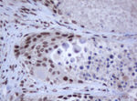 C-Jun Antibody in Immunohistochemistry (Paraffin) (IHC (P))