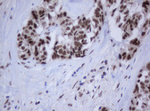 C-Jun Antibody in Immunohistochemistry (Paraffin) (IHC (P))