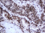 C-Jun Antibody in Immunohistochemistry (Paraffin) (IHC (P))