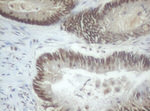 C-Jun Antibody in Immunohistochemistry (Paraffin) (IHC (P))