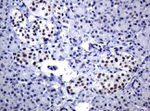 C-Jun Antibody in Immunohistochemistry (Paraffin) (IHC (P))