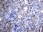 C-Jun Antibody in Immunohistochemistry (Paraffin) (IHC (P))