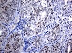 C-Jun Antibody in Immunohistochemistry (Paraffin) (IHC (P))