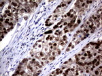 C-Jun Antibody in Immunohistochemistry (Paraffin) (IHC (P))