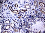 C-Jun Antibody in Immunohistochemistry (Paraffin) (IHC (P))