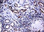 C-Jun Antibody in Immunohistochemistry (Paraffin) (IHC (P))