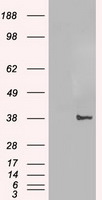 C-Jun Antibody in Western Blot (WB)