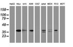 C-Jun Antibody in Western Blot (WB)