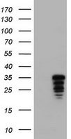 C-Jun Antibody in Western Blot (WB)