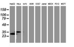 C-Jun Antibody in Western Blot (WB)