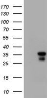 C-Jun Antibody in Western Blot (WB)