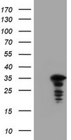 C-Jun Antibody in Western Blot (WB)