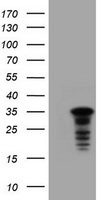 C-Jun Antibody in Western Blot (WB)