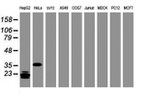 C-Jun Antibody in Western Blot (WB)