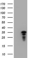C-Jun Antibody in Western Blot (WB)